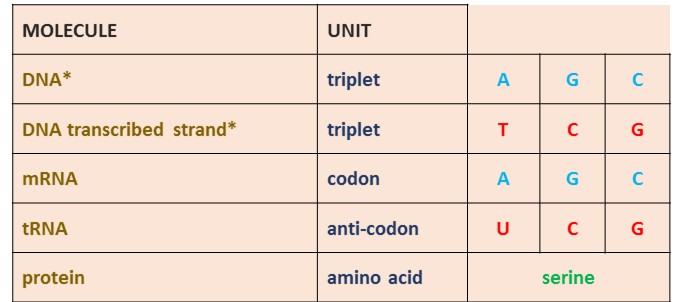 dna amino acid chart